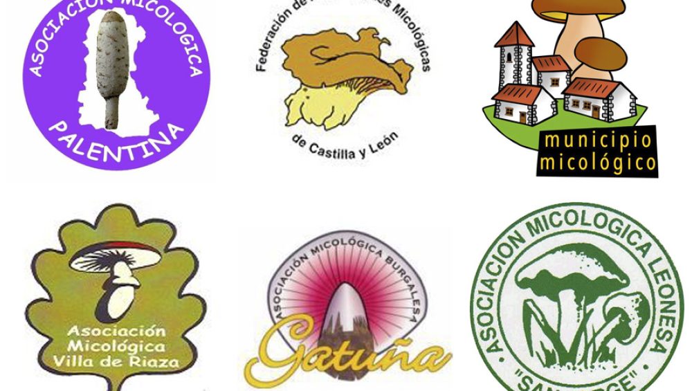asociacion.micologica