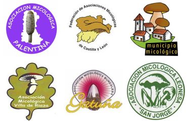 asociacion.micologica