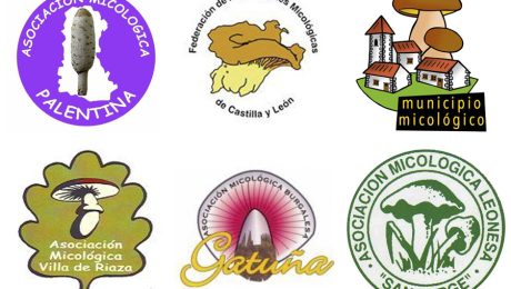 asociacion.micologica asociacion.micologica